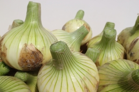 【現在収穫中】淡路島春の新玉ねぎ　おためし2kg（送料無料）